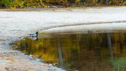 ducks in a pond beach scene