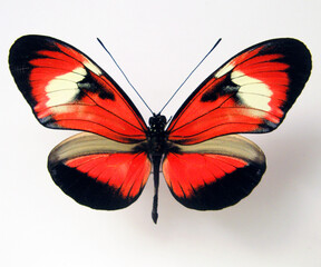 Red butterfly isolated on white, Heliconius macro close up, collection butterflies, insect, lepidoptera, design element