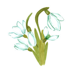 Hand drawn watercolor snowdrop flowers and leaves composition on white background. Can be used for textile, Scrapbook design, banner, greeting card, invitation.