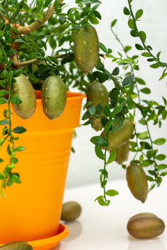 Outlandish potted citrus plant Australian finger lime with burgundy fruits.  Indoor tree growing.  Microcitrus Australasica plant with finger-shaped fruits and green leaves on the table, close-up