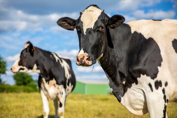 Vache laitière devant une ferme en pleine campagne.