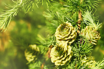 Yellow-green young cones on the branches of larch tree or Larix on a summer sunny day close-up.