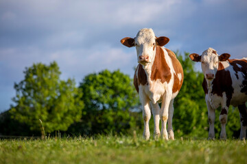 Jeune bovin ou vache de race laitière dans la campagne au printemps.