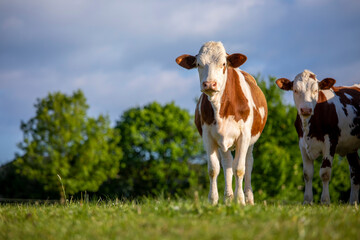 Jeune bovin ou vache de race laitière dans la campagne au printemps.