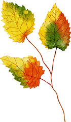 Watercolor Autumn Leaf
