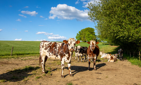 Troupeau de vache normande en pleine nature dans la campagne française.
