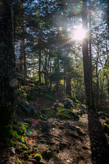 Le Sappey en Chartreuse 10 2022 sunbeams through the trees of the forest