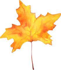 Yellow Watercolor Maple Handdrawn Leaf