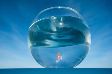 A goldfish swims in a round aquarium against a blue sky. 
