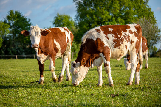 Jeune vaches laitière dans les champs en train de brouter l'herbe verte au printemps.