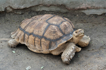 Geochelone sulcata , Sulcata tortoise, African spurred tortoise walking on the ground and looking at camera, Animal conservation and protecting ecosystems concept.