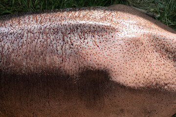 Hippopotamus skin with thin layer of light pink liquid on body ,a pink substance that acts as...