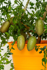 Bush branches with the ripe burgundy green elongated fruits of the potted citrus plant Australian finger lime, close-up. Indoor citrus tree growing
