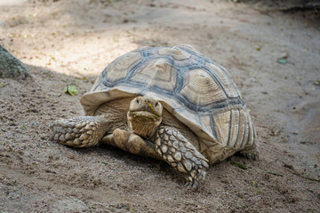 Geochelone sulcata , Sulcata tortoise, African spurred tortoise walking on the ground and looking at camera, Animal conservation and protecting ecosystems concept.