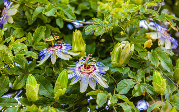 Passiflora Caerulea Clear Sky In Park