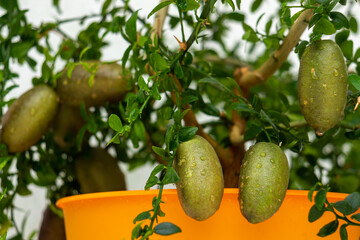 Bush branches with the ripe burgundy green elongated fruits of the potted citrus plant Australian finger lime, close-up. Indoor citrus tree growing
