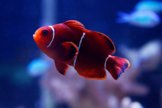 Maroon Clownfish - Saltwater Fish Aquarium