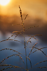 A grass with sunlight in the evening