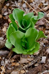 wave - like leaves of the African blood lily