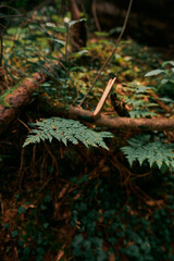 Background with natural ferns. Fern close-up in the forest. Concept of mysterious woods. Natural background and wallpaper. Beautiful green fern leaves in the forest.