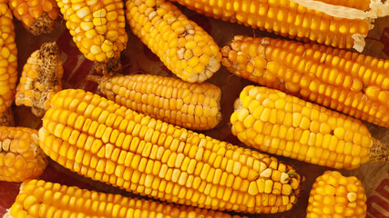 corn from a farm
many corns collected from a field
