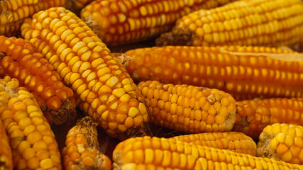 corn collected after being planted
cobs in a farm sack
