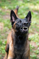 Portrait of purebred belgian malinois shepherd dog growling