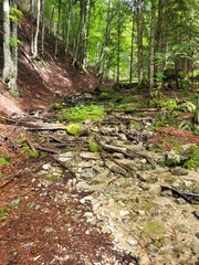 Fototapeta premium path in the forest