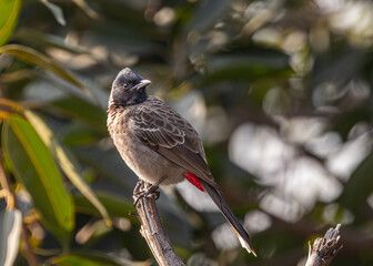 A Red Vented Bulbul perching on a branch