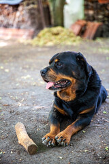 Fototapeta premium Rottweiler Hund liegt aus dem Boden mit Zunge aus dem Maul