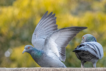 A pair of Pigeons resting on a wall