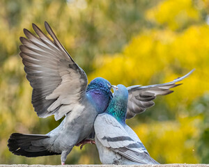 A pair of pigeon enjoying time - Powered by Adobe