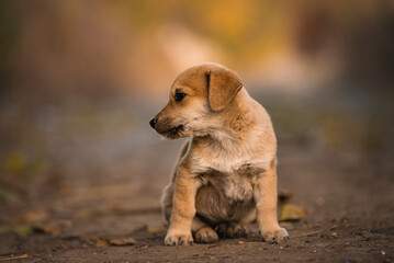 Beautiful happy reddish orange havanese Portrait cute puppy dog is sitting frontal  sitting  dirty...