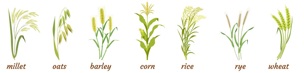 Cereal plants with ears and stem. Infographics of botanical elements of rice, barley, oats, millet, rye and wheat with corn.