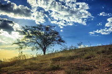 Obraz premium árvore em um campo