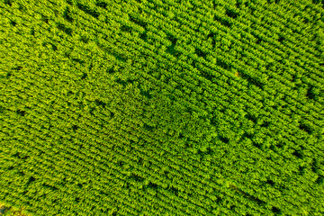 Aerial shot of rice paddies in Xiqing Country Park, Tianjin