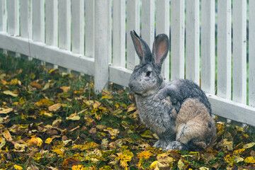 a grey rabbit sitting listening in the garden
