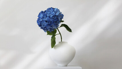 Blue hydrangea flower in white vase on gray interior. Minimalist still life. Light and shadow nature horizontal background.