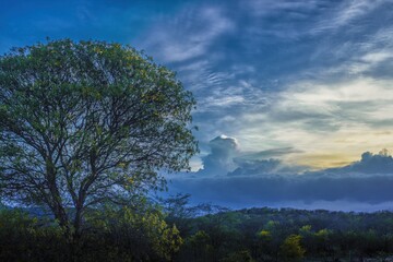 Fototapeta premium árvore em um campo