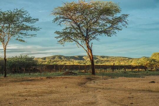 &aacute;rvore em um campo