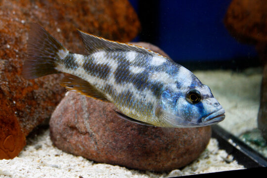 Nimbochromis livingstonii - Lake Malawi African Cichlid - Fish