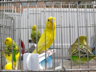 birds of the species canaries and parakeets in cages.