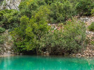 Nerium oleander and trees in turquoise water of river in Goynuk Canyon. Mountain slopes in...