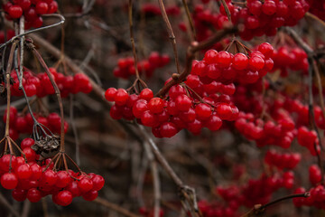 Red autumn berries