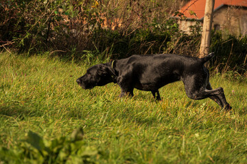 Basti und Kira auf der Suche...