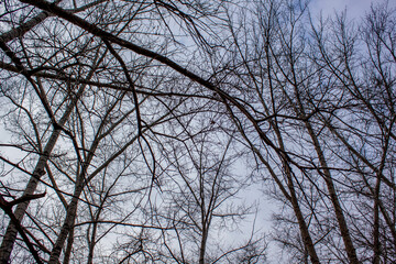 Depressive and sad view of the sky, through the branches of trees