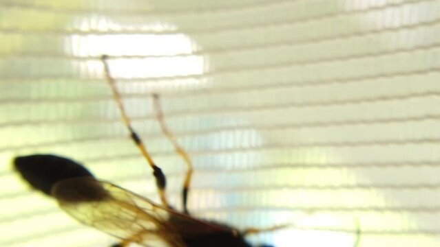 Yellow-legged striped mud wasp moves along the curtain