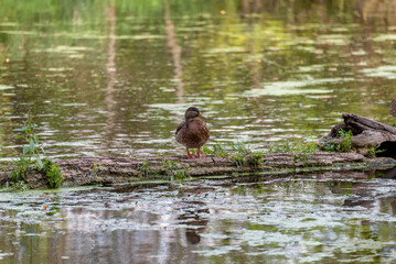 American Black Duck On A Log In The Pond