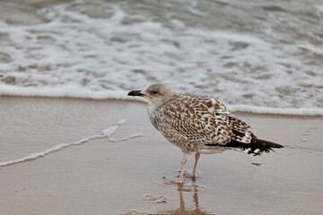 seagull on the beach