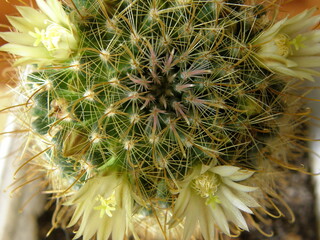 Round cactus with small white flowers close-up. Leningrad region, Russia.
